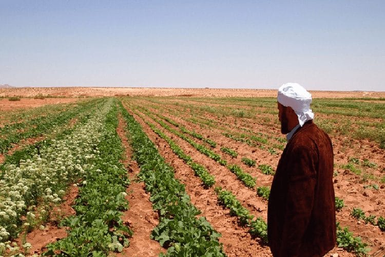 صرح المدير العام للديوان الوطني للأراضي الفلاحية، محمد أمزيان لعناصري، السبت، بولاية بومرداس 186 ألف فلاح عبر الوطن استفادوا من عقود الإمتياز. - Réveil d'algérie