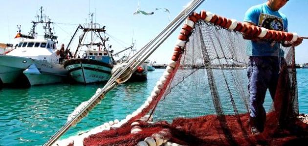 انشاء 500 تعاونية في مختلف فروع قطاع الصيد البحري. - Réveil d'algérie