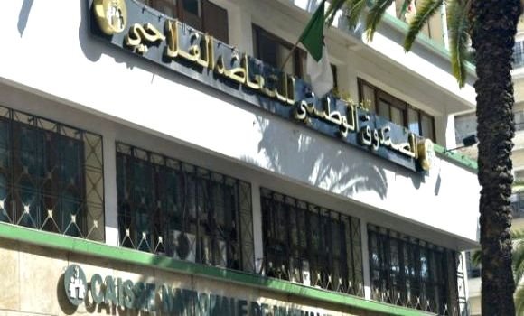 الصندوق الوطني للتعاون الفلاحي: تعزيز الانفتاح على عدة قطاعات في مجال التأمينات على الممتلكات و تقديم القروض. - Réveil d'algérie