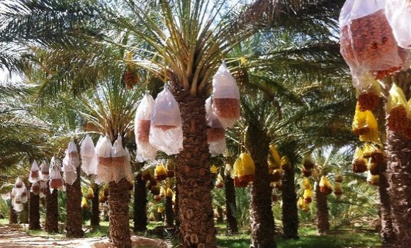 التمور الجزائرية: منتجات بيولوجية ذات مكانة مرموقة محليا ودوليا. - Réveil d'algérie