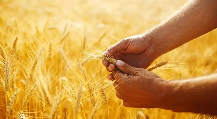 هل الأمن الغذائي في الجزائر مُعرض للخطر؟ - Réveil d'algérie