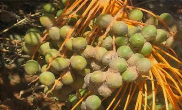 Ouargla et Touggourt: apparition précoce de Boufaroua dans les palmeraies - Réveil d'algérie