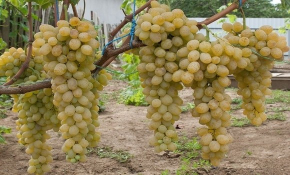 Production de raisin à El Tarf. - Réveil d'algérie