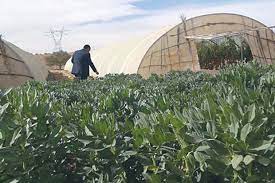 Ouverture de deux écoles nationales d’agriculture du désert à Ouargla et El-Oued - Réveil d'algérie