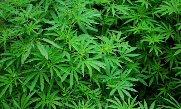 Le Rif marocain, grenier à cannabis au vu et au su des autorités - Réveil d'algérie
