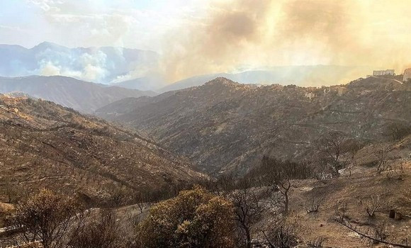   Incendies de Tizi-Ouzou : les pertes au patrimoine forestier estimées à 970 millions de DA - Réveil d'algérie