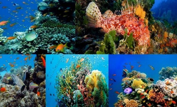 L’Algérie pour la protection de la biodiversité dans la région méditerranéenne - Réveil d'algérie