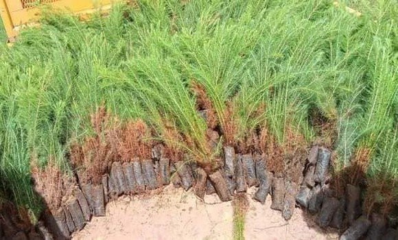 La DGF reçoit plus de 50.000 arbrisseaux au profit des wilaya touchées par les incendies - Réveil d'algérie