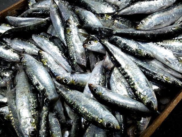 Le Ministère de la Pêche Maritime : une réunion de travail pour contrôler les prix des sardines - Réveil d'algérie