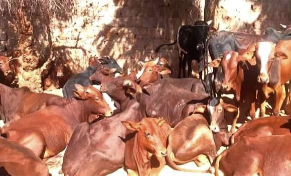 Illizi: plus de 210 têtes de bétail acheminées du Niger dans le cadre du troc - Réveil d'algérie