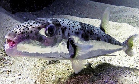 La découverte d’une espèce de poisson toxique dans le port d’El Marsa. - Réveil d'algérie