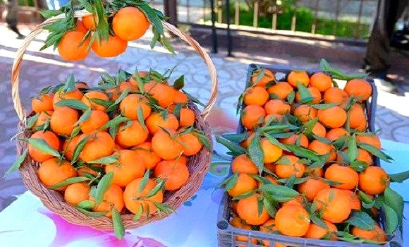 Oran: la fête de la « Clémentine de Misserghine » célébrée le 2 décembre. - Réveil d'algérie