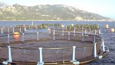 Installation de la Commission nationale élargie chargée de la révision de la loi relative à la pêche et à l’aquaculture - Réveil d'algérie