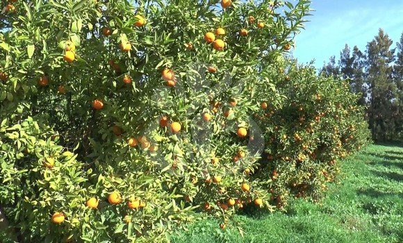 Ouverture d’enquête sur les causes du dessèchement des arbres d’agrumes à Misserghine et Boutlélis - Réveil d'algérie