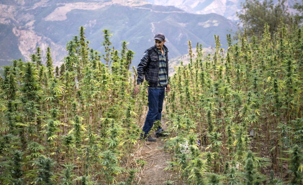 Le Maroc est toujours le premier producteur de cannabis dans le monde. - Réveil d'algérie