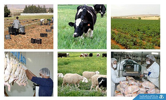 Tebboune ordonne l’organisation de l’administration agricole - Réveil d'algérie