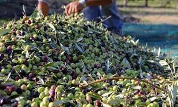Maroc/Campagne oléicole: baisse attendue de 30% par rapport aux prévisions. - Réveil d'algérie