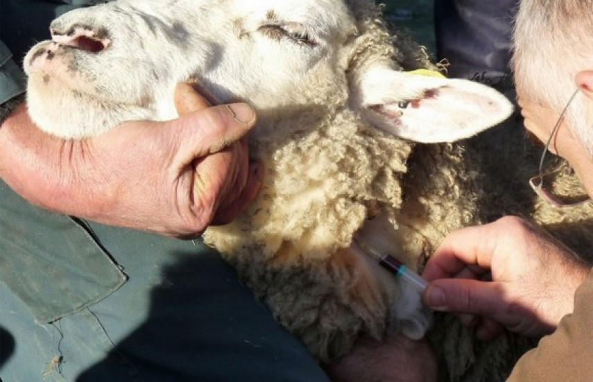 8 millions de doses ont été fournies pour la vaccination des moutons. - Réveil d'algérie