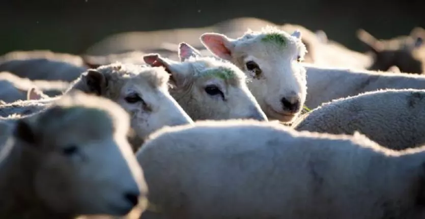 vol de bétail : les éleveurs restent impuissant - Réveil d'algérie