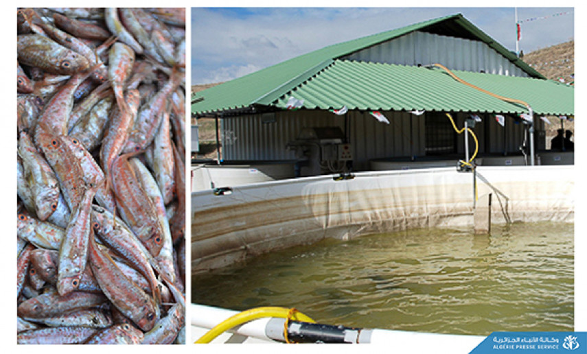 Médéa : investissements dans l’aquaculture. - Réveil d'algérie