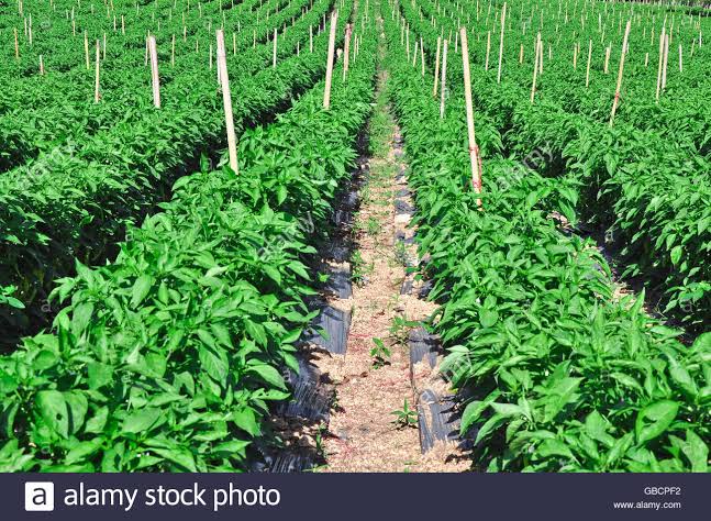 Visite d’une délégation d’entreprises américaines dans le domaine de l’agriculture. Au programme le partenariat dans les secteurs de l’irrigation, l’alimentation du bétail, des fermes laitières et la gestion du matériel. - Réveil d'algérie