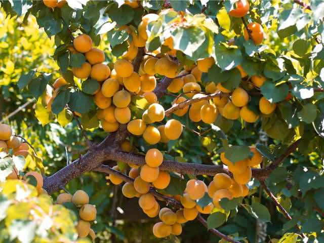 Lancement des traitements préventif des arbres fruitiers et de la vigne. - Réveil d'algérie