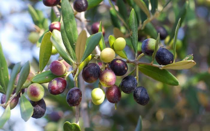 Bejaïa : Faible rendement de la production oléicole : Entre 12.000 à 15.000 tonnes, soit 15 millions de litres. - Réveil d'algérie