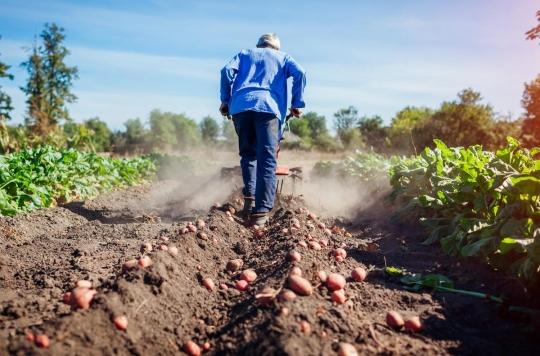 Agriculture, perspectives 2024 : 7 Millions de tonnes de céréales ; 6 Millions de tonnes de pommes de terre ; 620.000 tonnes de viandes rouges ; 4,8 Milliards de litres de lait. - Réveil d'algérie