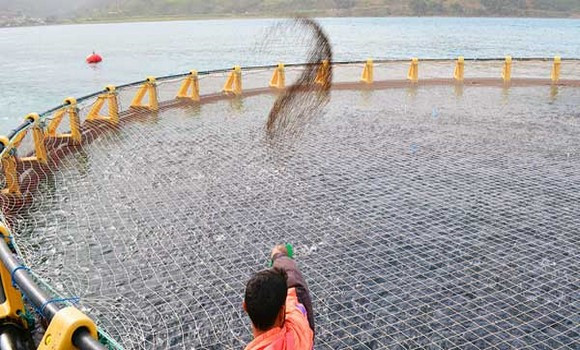 La maîtrise des intrants aquacoles permettra la réalisation de 14.000 tonnes de produits en 2024 - Réveil d'algérie