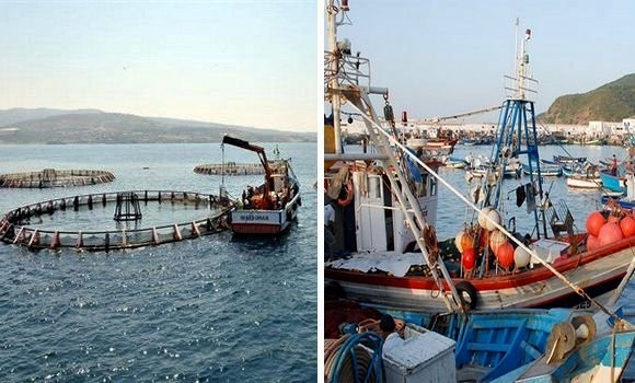 Productions halieutiques. - Réveil d'algérie