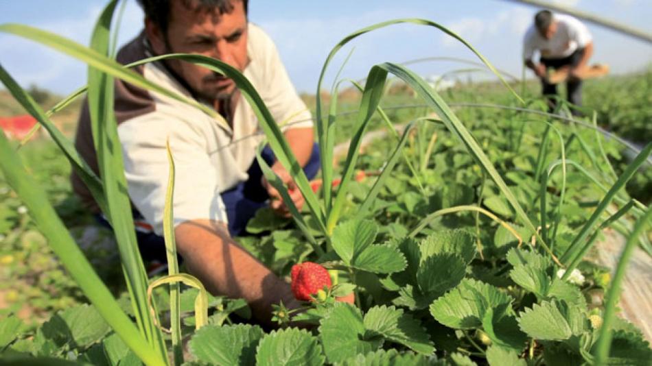 Stress hydrique : La saison agricole se présente sous de bons augures. - Réveil d'algérie