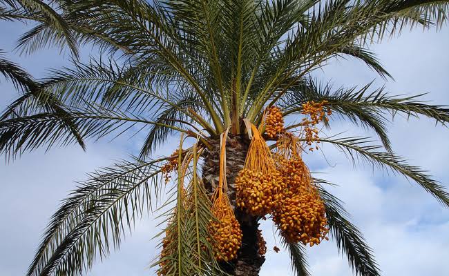 Le ministre de l’Agriculture et du Développement rural, Mohamed Abdelhafid Henni : « Près de 2,5 millions de palmiers ont été traités en 2021 contre la maladie de boufaroua ». - Réveil d'algérie