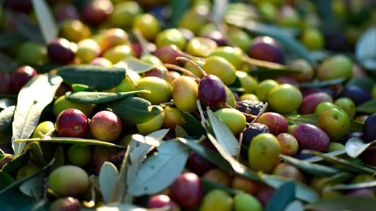 Mostaganem : Hausse de 50% de la production oléicole. - Réveil d'algérie