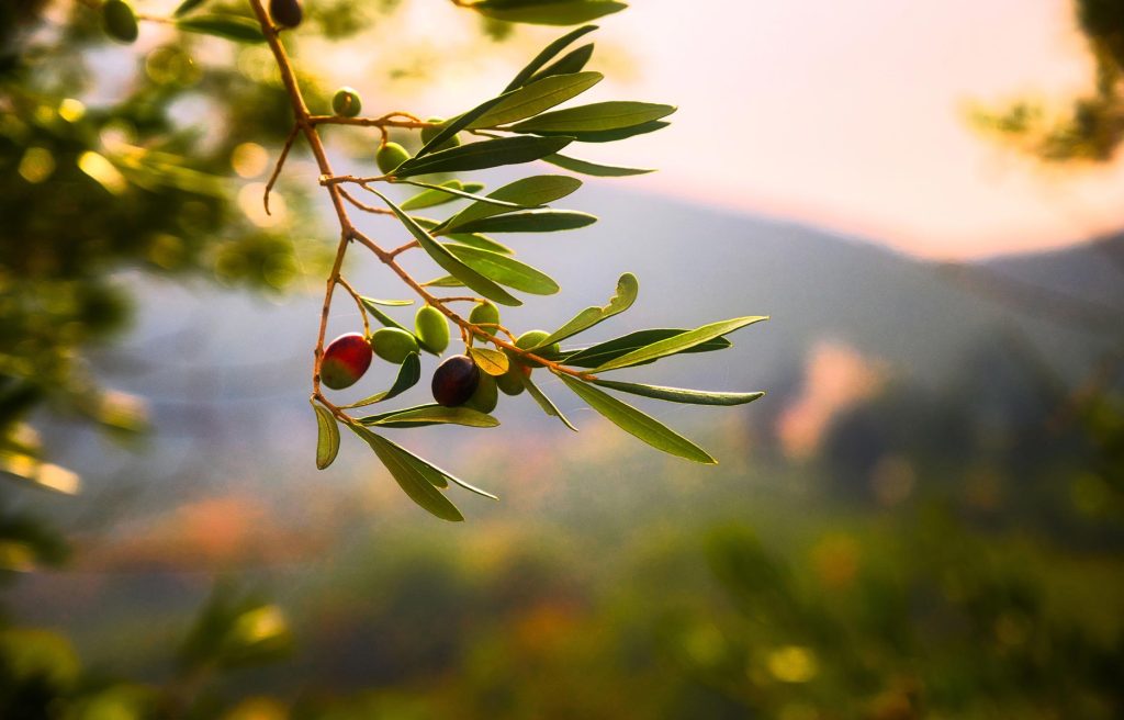 Une production d’un (1) million de plants d’oliviers est prévue en 2022 au niveau de la pépinière de Cosider Agrico, filiale du Groupe Cosider, localisée à M’sif au sud de la wilaya de M’sila. - Réveil d'algérie