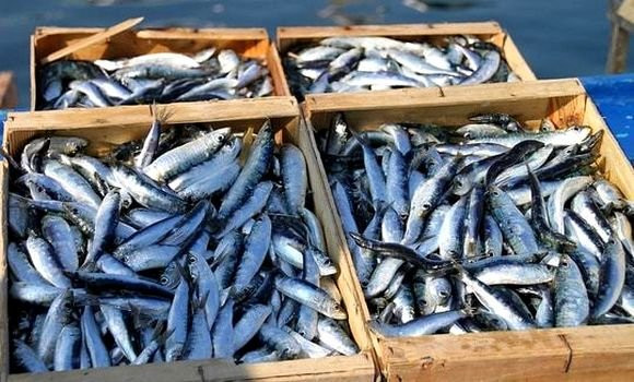 Pêche: La production de la sardine a augmenté à près de 30.000 tonnes en 2021 - Réveil d'algérie