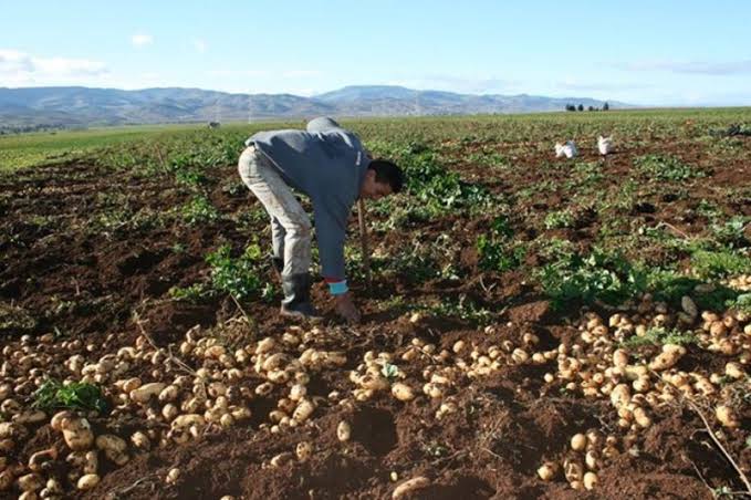 L’UNPA alerte sur la réduction de la production de pomme de terre de 45%. - Réveil d'algérie