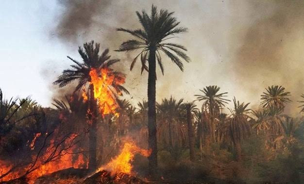 302 palmiers ont été ravagés et 28 têtes d’ovins ont péri dans un incendie à Djanet. - Réveil d'algérie