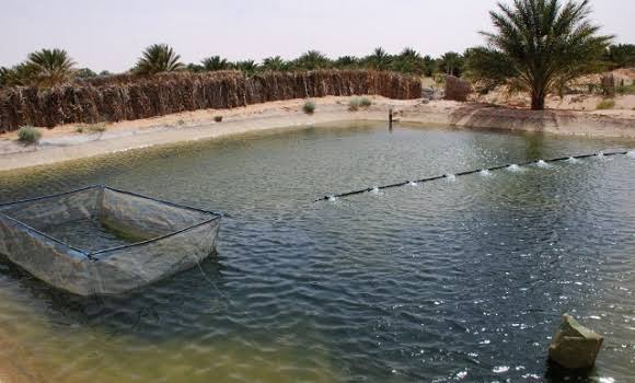 Ouverture d’une session de formation en aquaponie au niveau de la station experimental d’aquaculture de Hassi Benabdallah (ouargla). - Réveil d'algérie