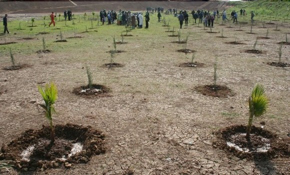 Le secteur des forêts vise la plantation de plus de 10 millions de caroubiers à travers l’Algérie. - Réveil d'algérie