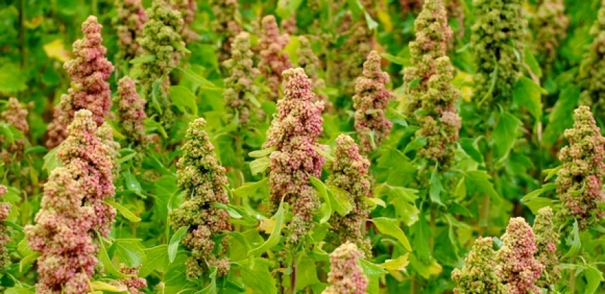 Développement des cultures du Quinoa et du Sesbania à travers les zones agricoles de la wilaya de Bechar. - Réveil d'algérie