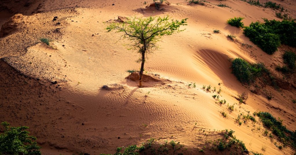 Début des travaux de la COP15, contre la désertification à ABIDJAN. - Réveil d'algérie