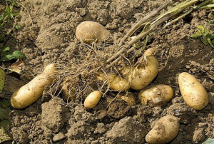 Le ministre de l’agriculture annonce la fin des importations des semences de pomme de terre - Réveil d'algérie