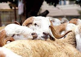 ALVIAR lance l’opération de vente des moutons de l’Aïd au niveau national à des prix variant entre 38.000 DA et 70.000 DA. - Réveil d'algérie
