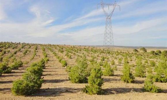 Le ministère de l’Agriculture et du Développement rural organise, à travers la (DGF) plusieurs activités sur la problématique de la désertification et la dégradation des terres. - Réveil d'algérie