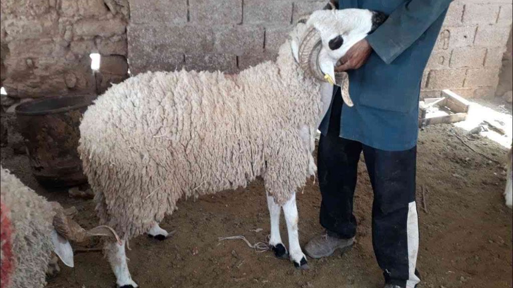 Le ministère de l’Industrie supervisera le lancement de la campagne de collecte des peaux des moutons sacrifiées durant l’Aïd El-Adha de l’année 2022 afin de les mettre à la disposition des tanneries pour utilisation locale et à l’exportation. - Réveil d'algérie