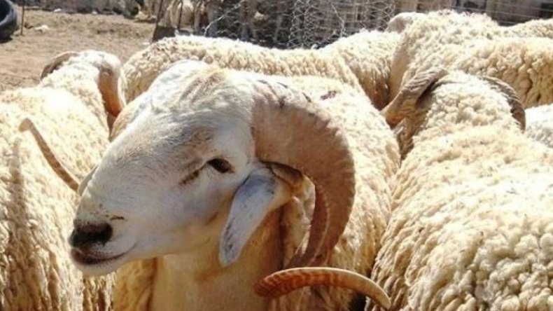 Du fait de son coût élevé, peu de ménages ont pu sacrifier le mouton. - Réveil d'algérie