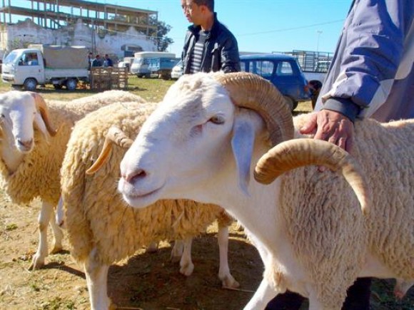 Ministère de la santé : « les citoyens qui accomplissent le rituel du sacrifice lors de l’Aïd El-Adha au respect de certaines mesures de prévention. - Réveil d'algérie