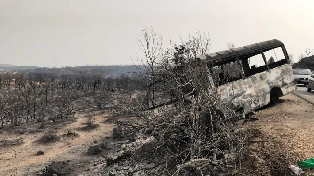 Feux de forêts à El Tarf : Le Premier ministre affirme que les indemnisations débuteront la semaine prochaine. - Réveil d'algérie