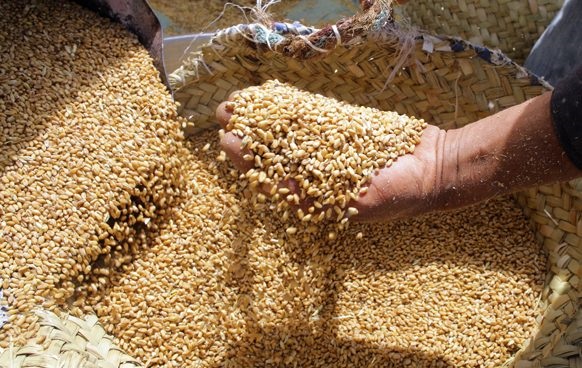 L’OAIC s’est porté acquéreur de 300.000 tonnes de blé meunier en provenance de Russie, selon des négociants européens. - Réveil d'algérie