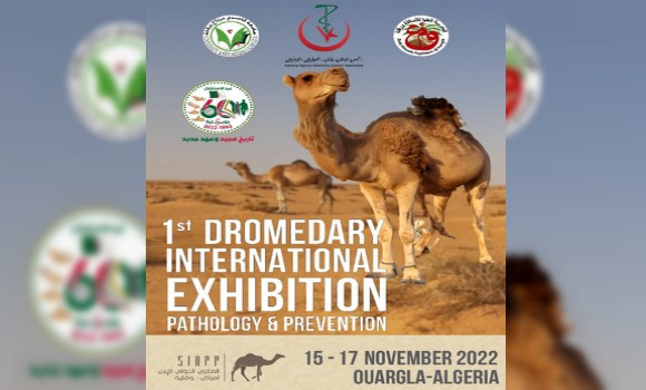 Vers l’ouverture du premier Salon international du dromadaire pathologie et prévention (15 au 17 novembre prochain) à Ouargla. - Réveil d'algérie